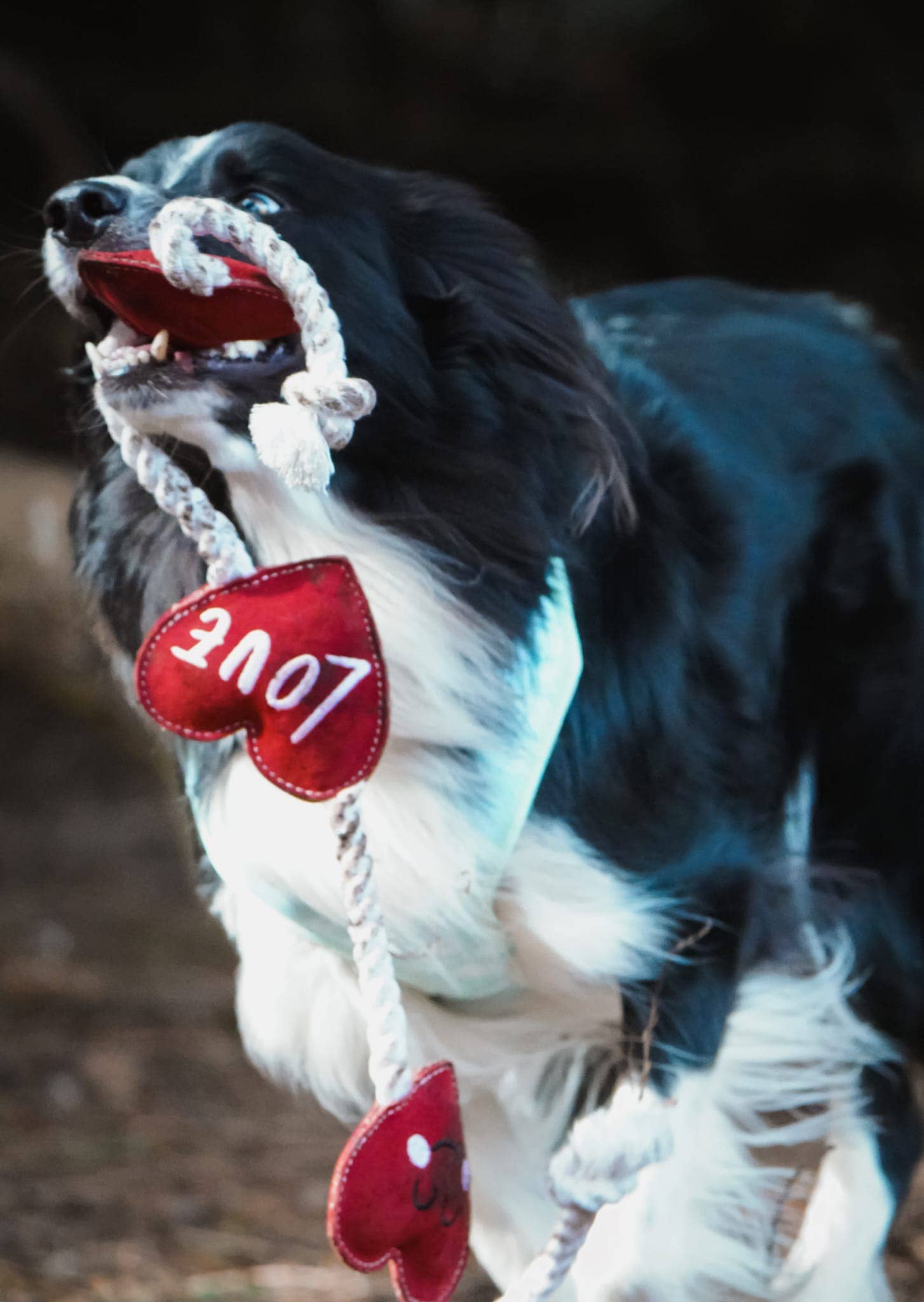 Heart shaped Eco Dog Toy (Heart strings)